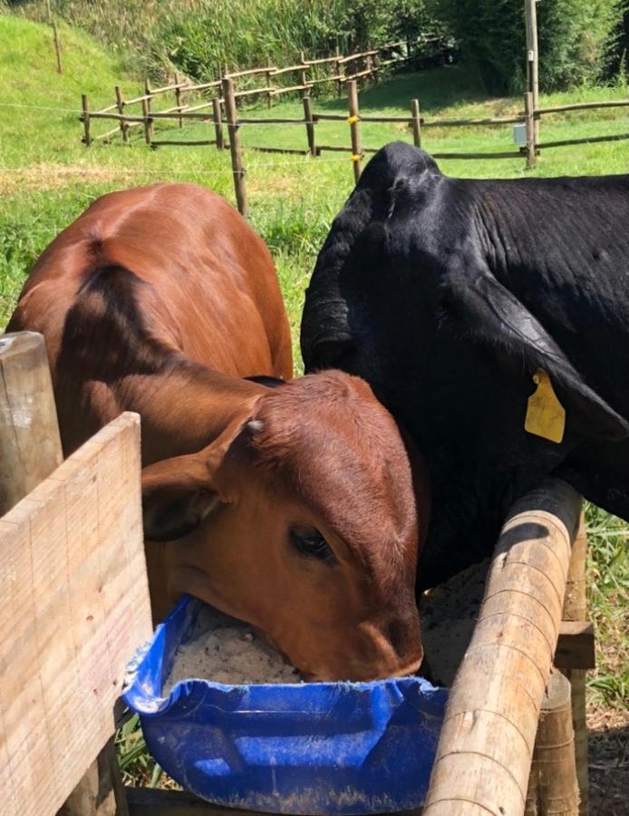 Vivenda Dos Guaranys -Um Projeto Ecologico - Casa Villa Conservatória Eksteriør bilde