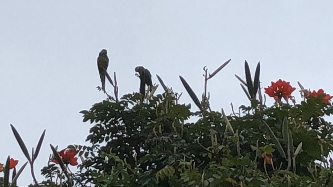 Vivenda Dos Guaranys -Um Projeto Ecologico - Casa Villa Conservatória Eksteriør bilde
